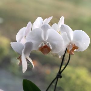 Meet your Posher, Helen